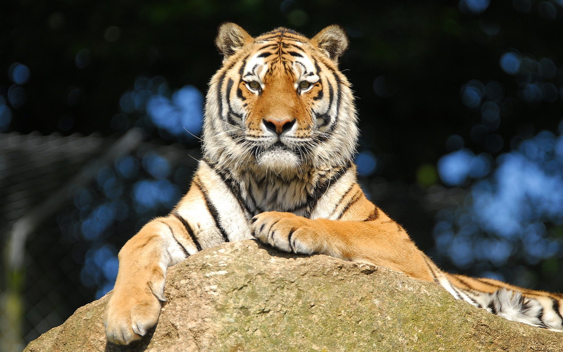 tiger ruhe amur stein blick