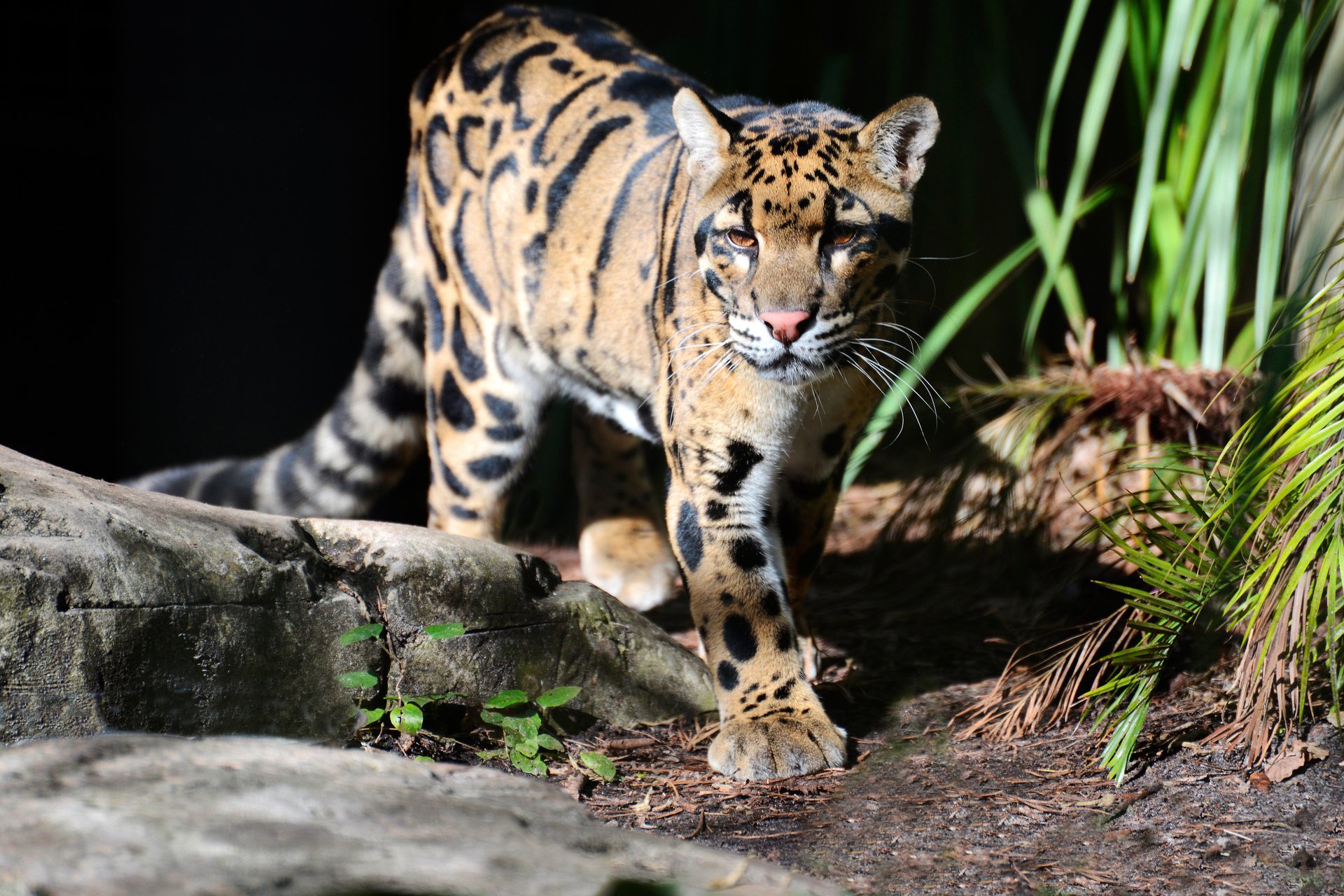 katze rauchiger leopard leopard