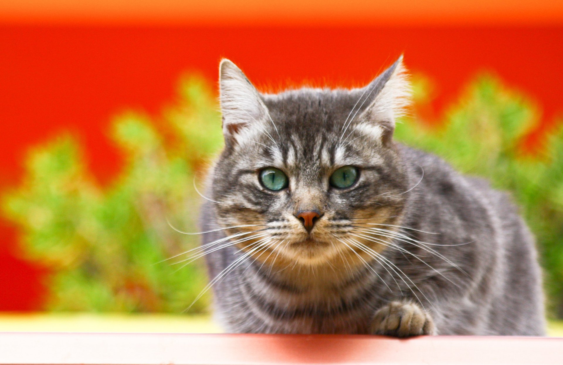 chat moustache gris fond