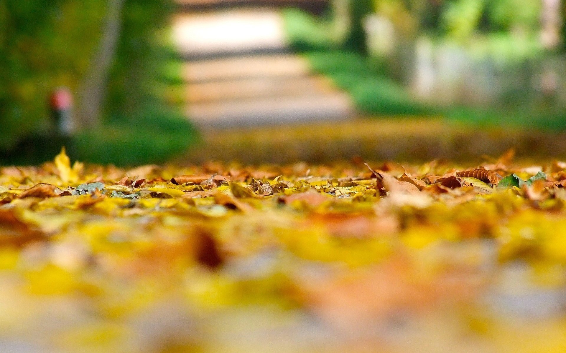 makro herbst blätter blätter blätter blätter gelbe blätter