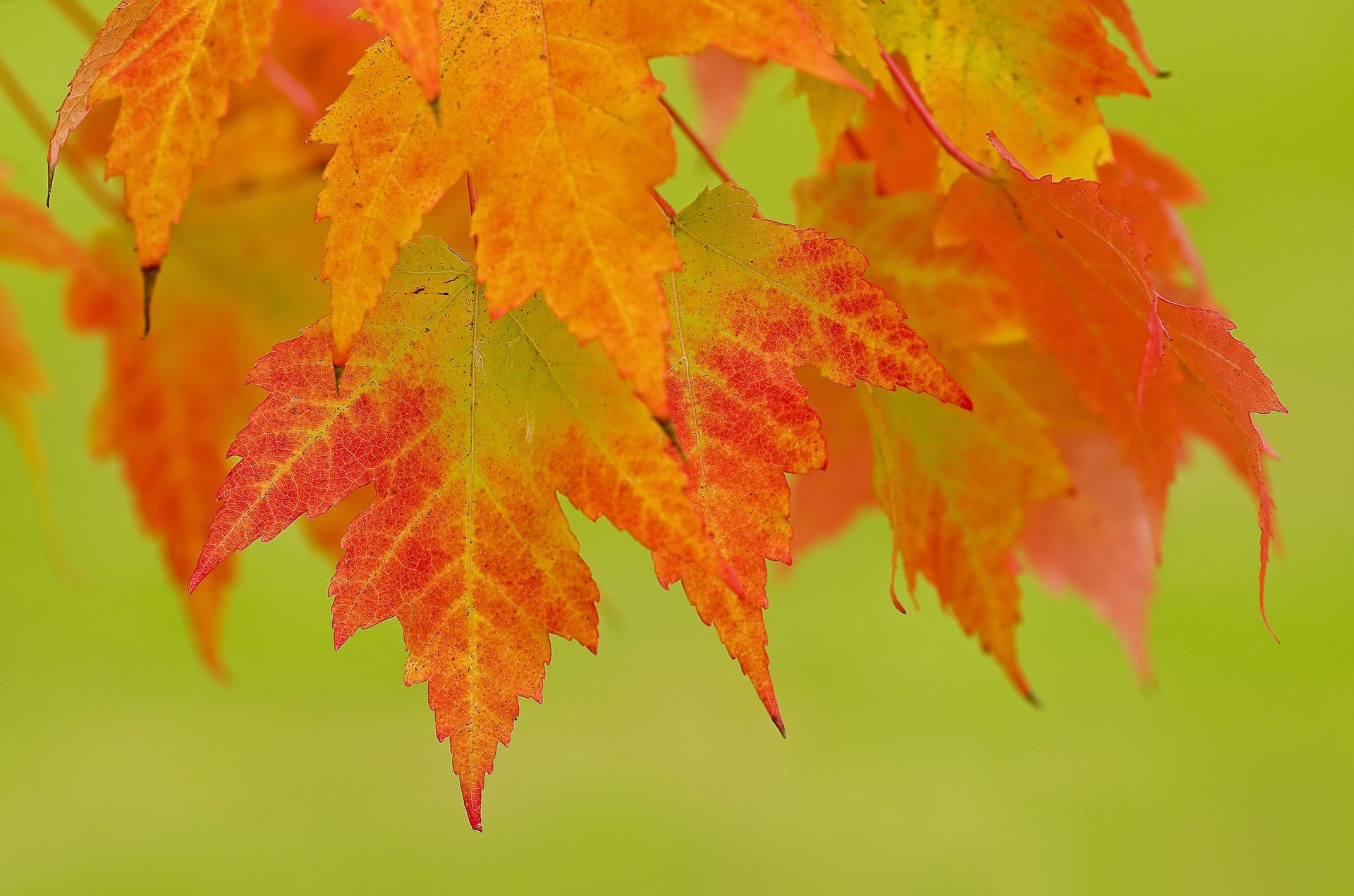 branche automne feuilles rouge orange fond