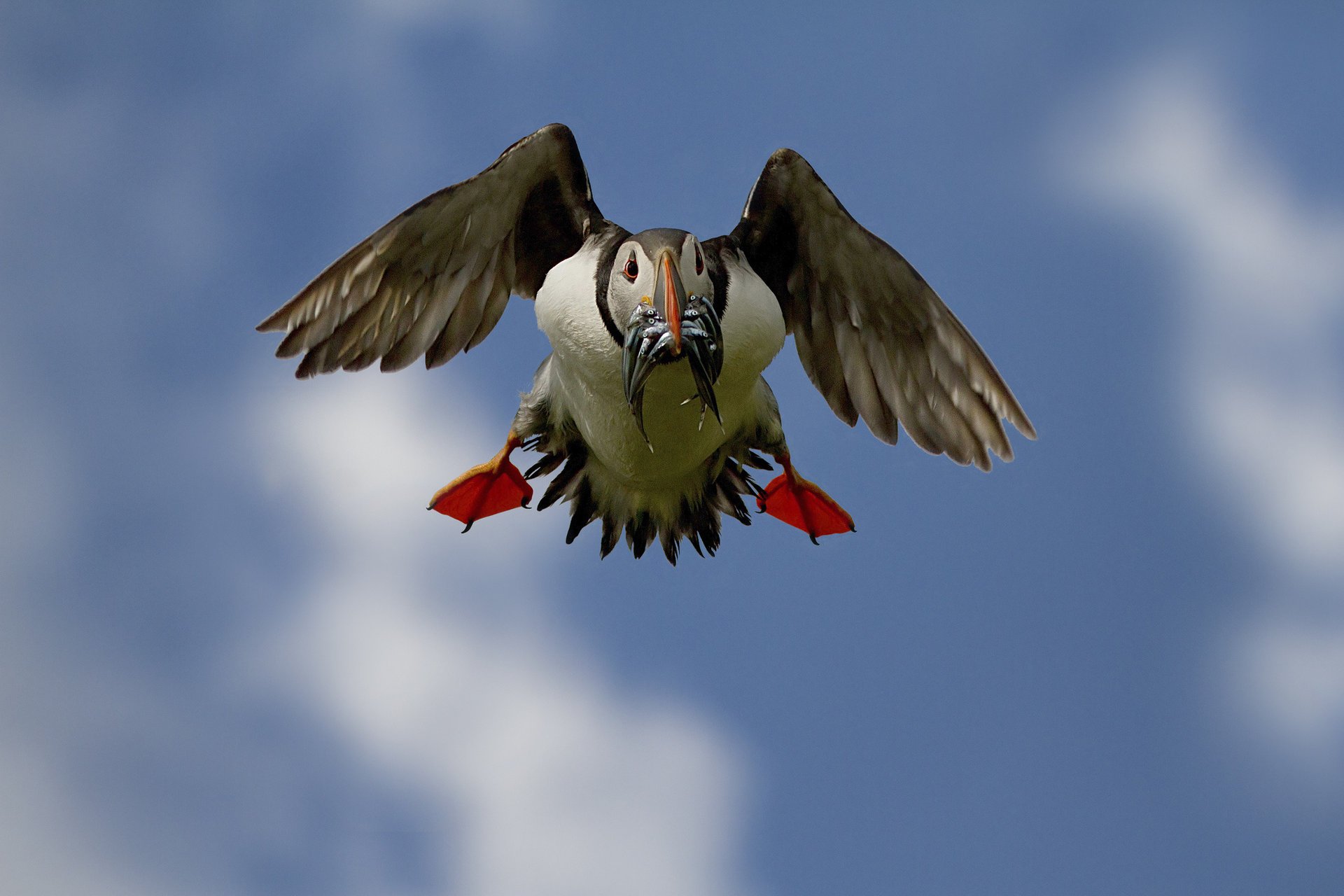 bird food fish in flight beak catch stalled