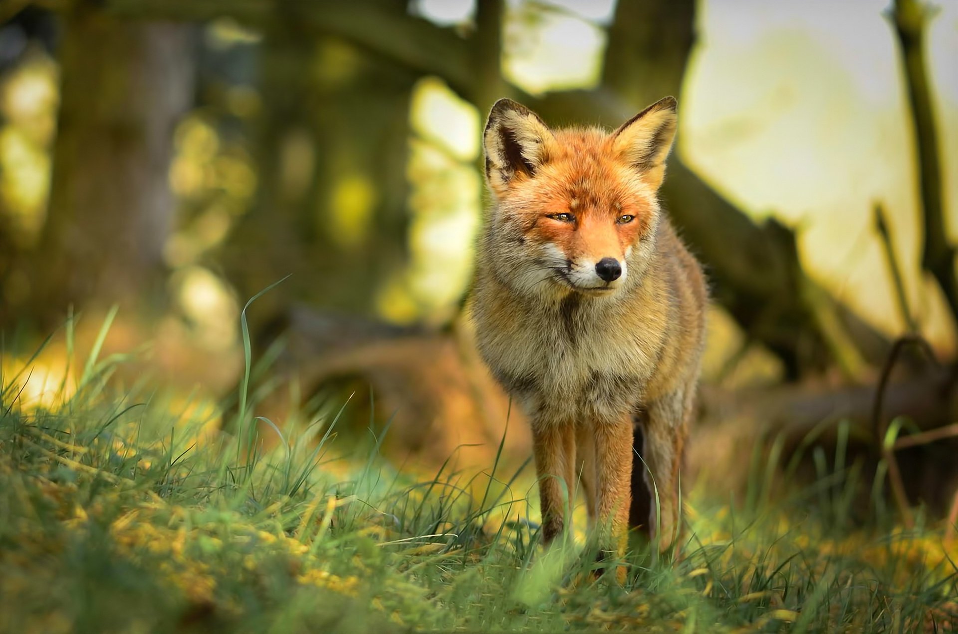 fuchs wald rotschopf raubtier natur blick