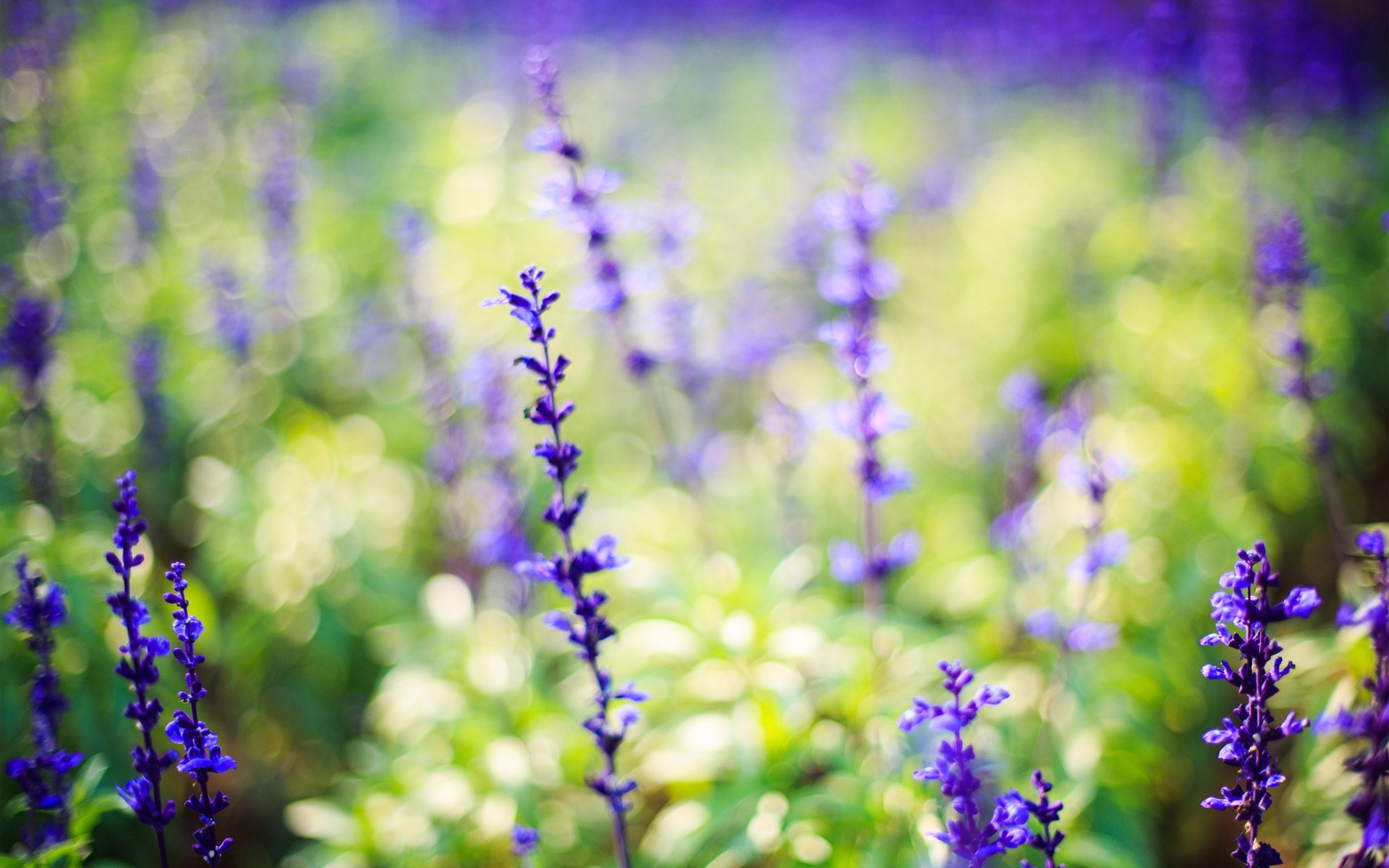 blumen natur lavendel flieder