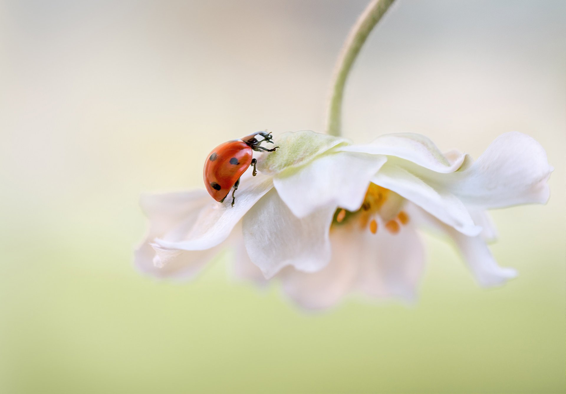 fleur blanc pétales fond coccinelle