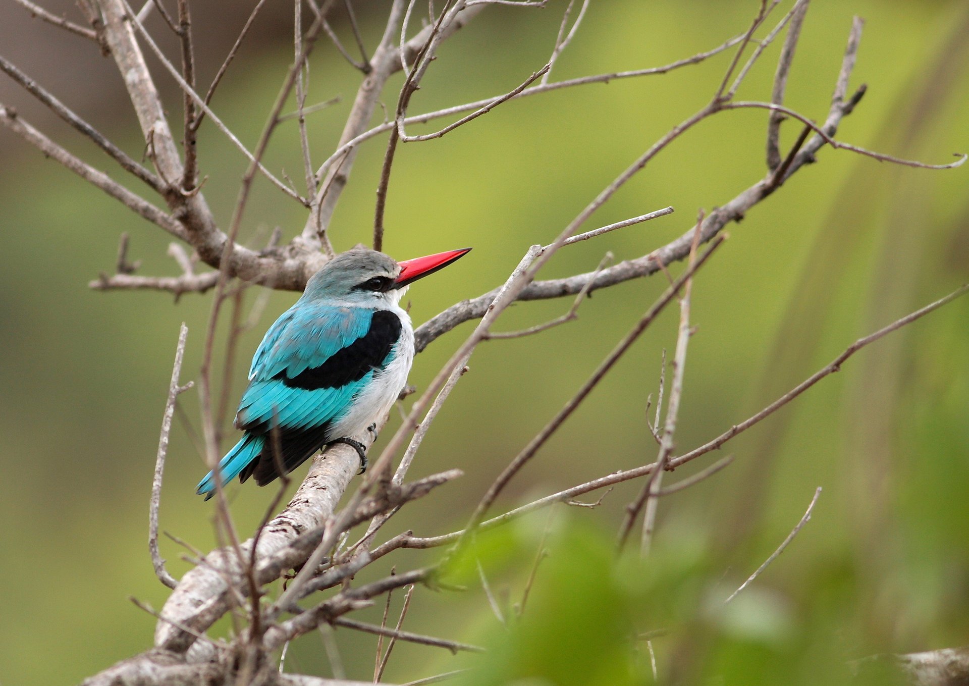 branches bird dry kingfisher