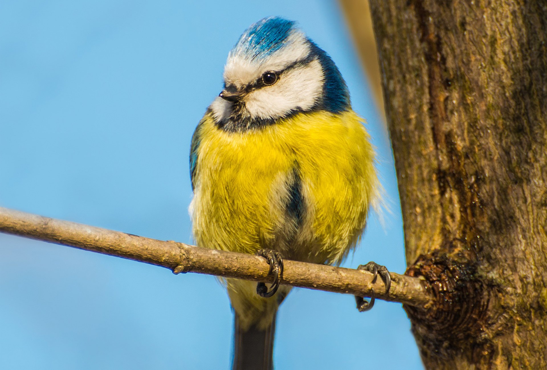 oiseau ciel arbre tronc mésange jaune branche