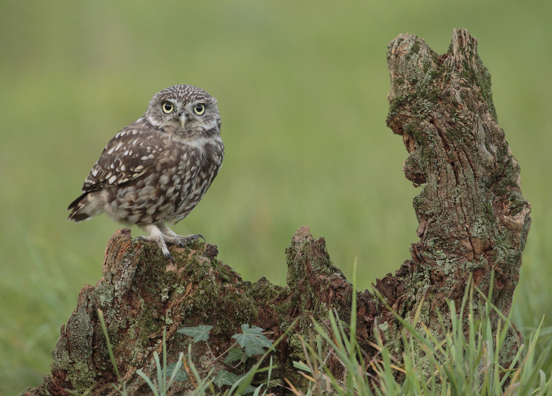 nag owl grass bird look