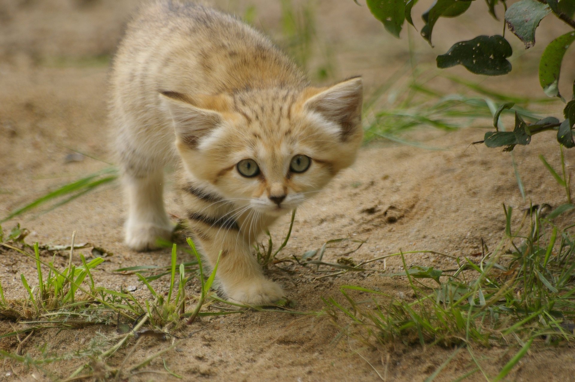 samtkatze sandkatze gras blick kätzchen