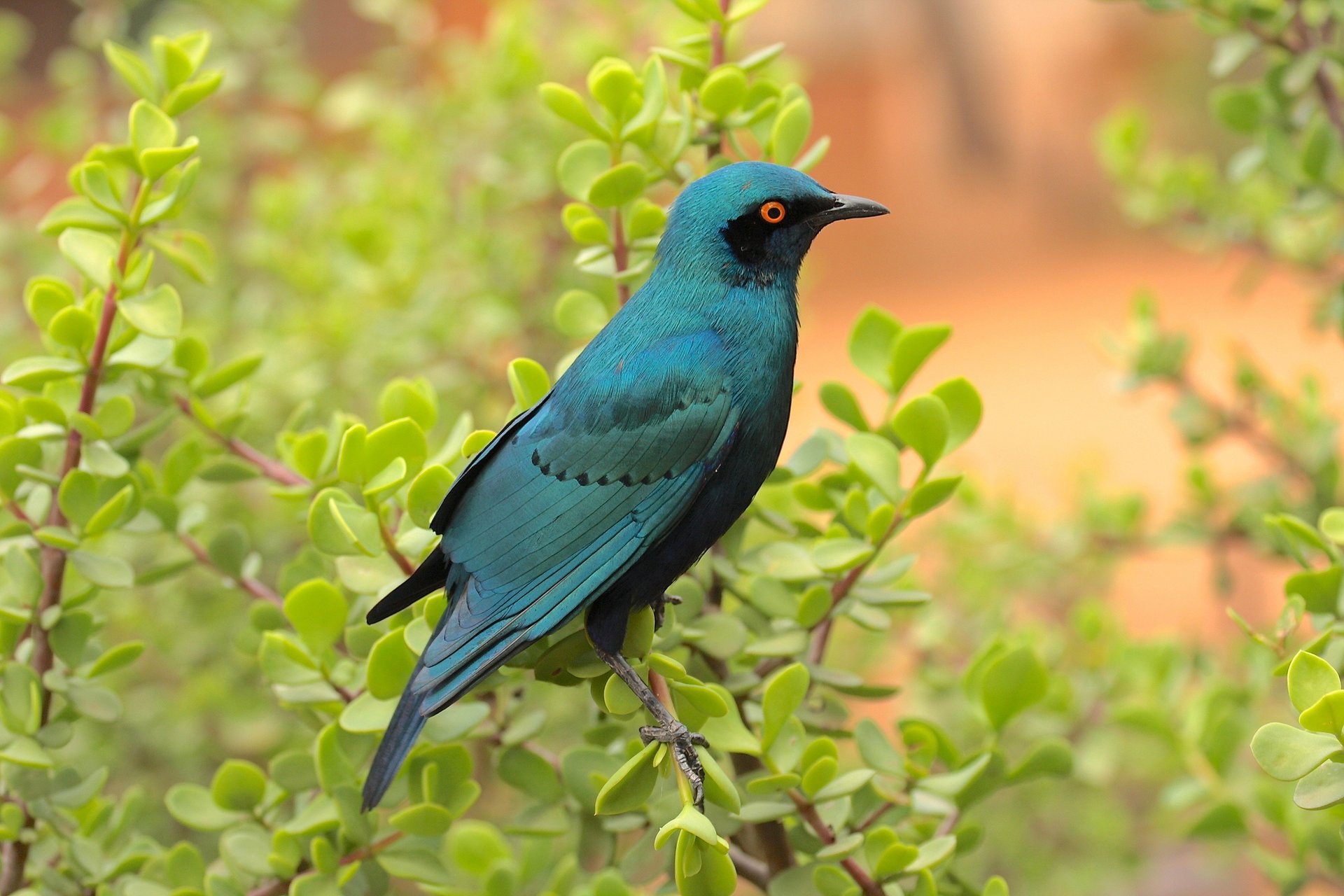 zweige vogel blätter