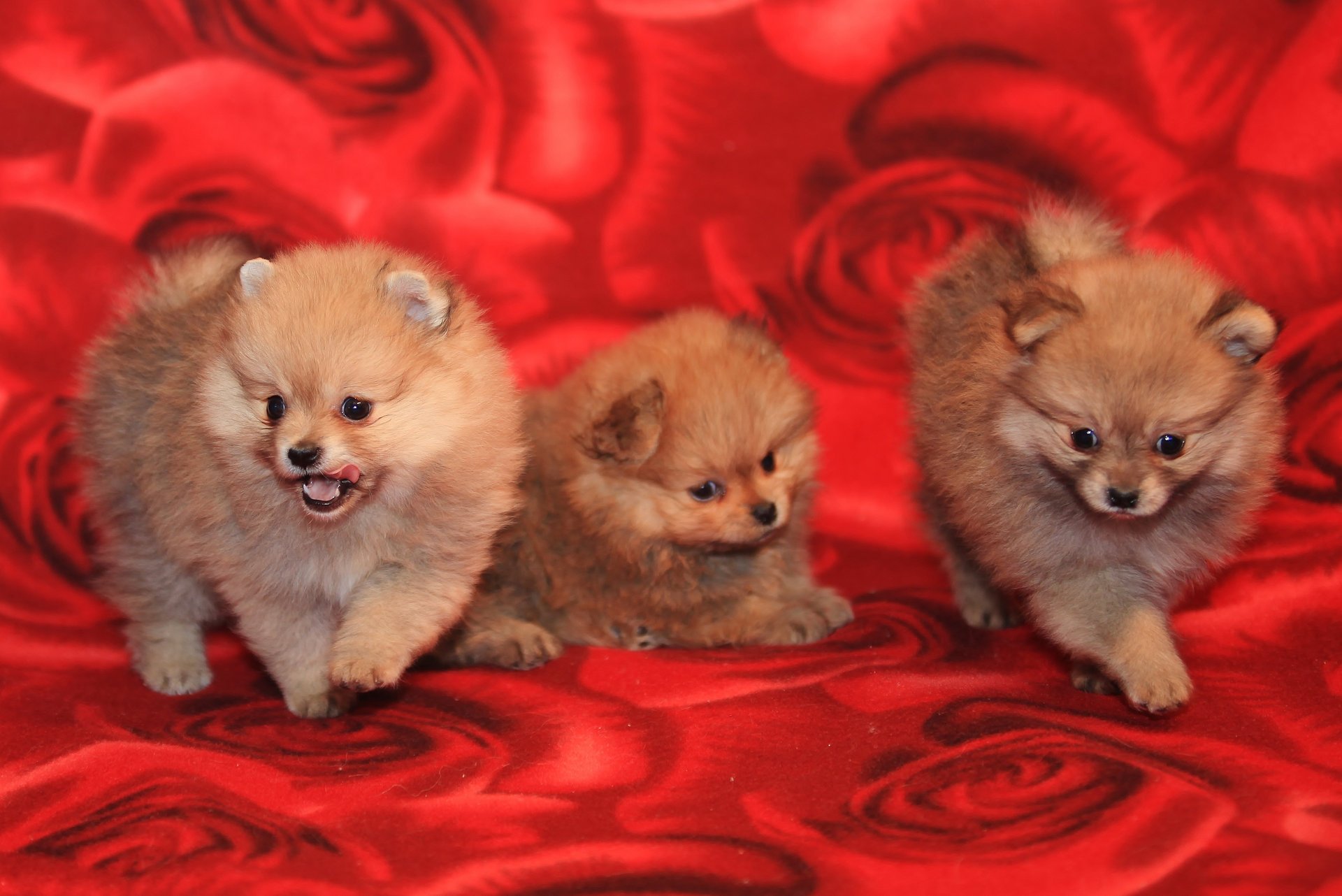 spitz chiens trois chiots chattes