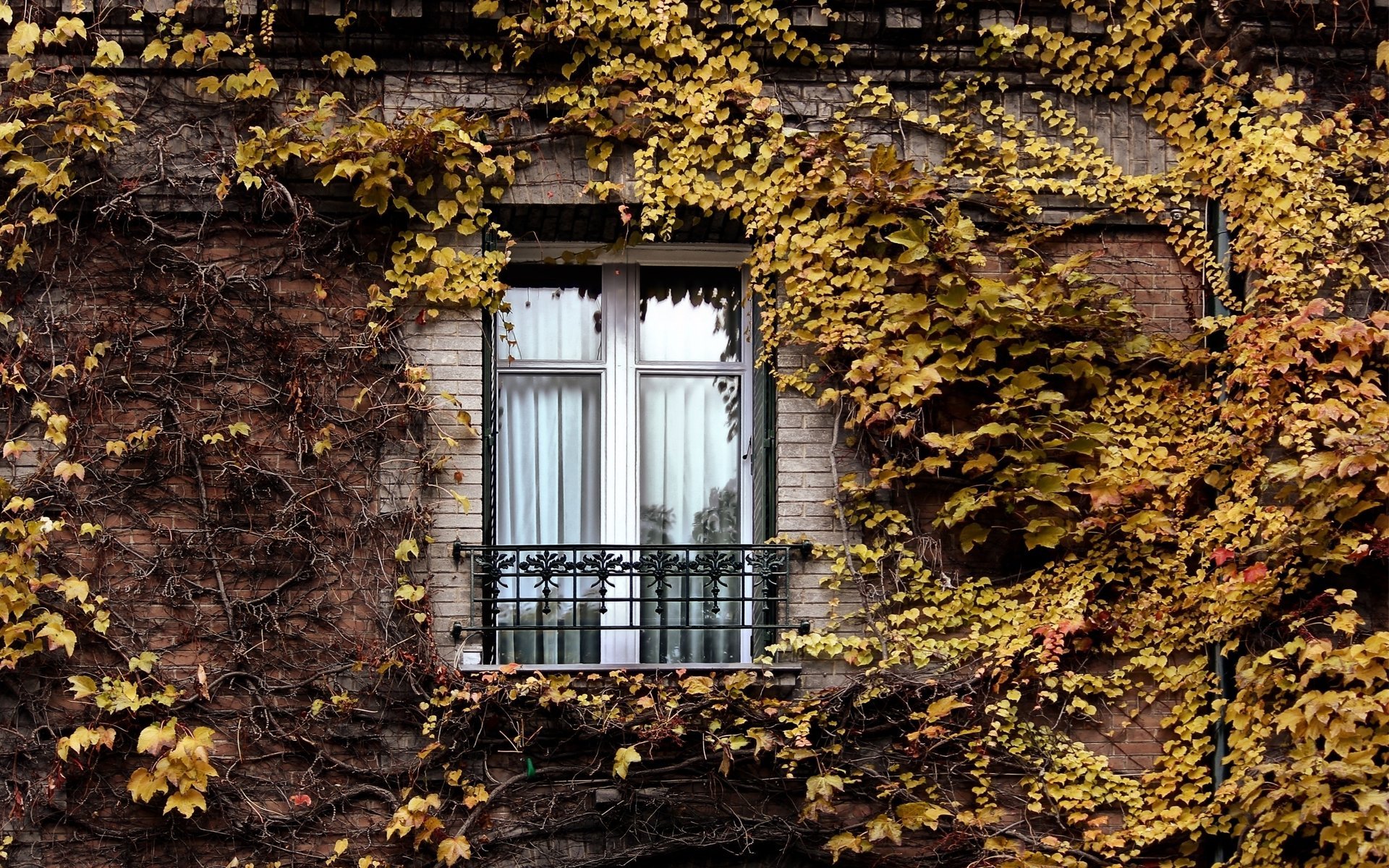 window ivy paris autumn