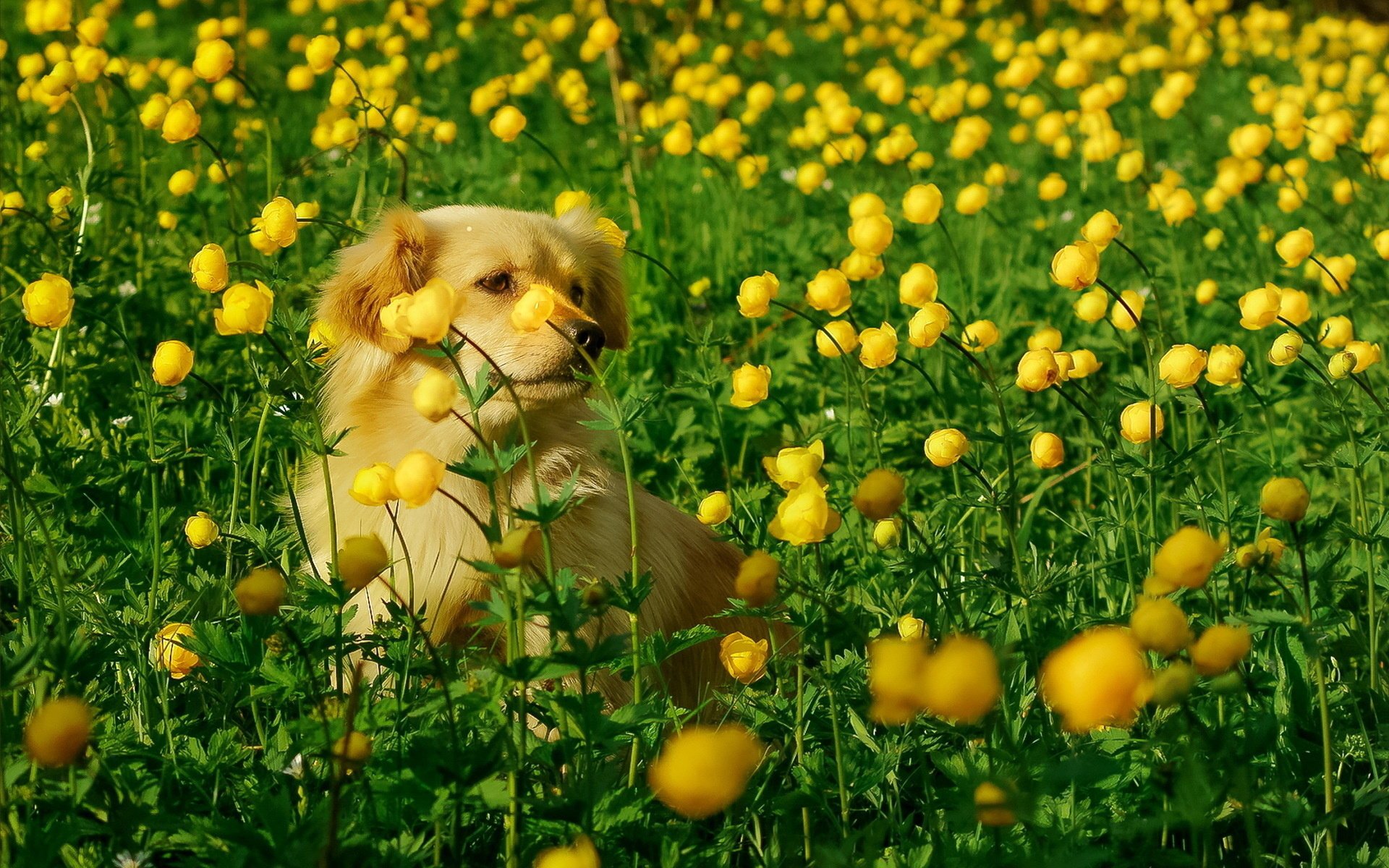 hund blick freund