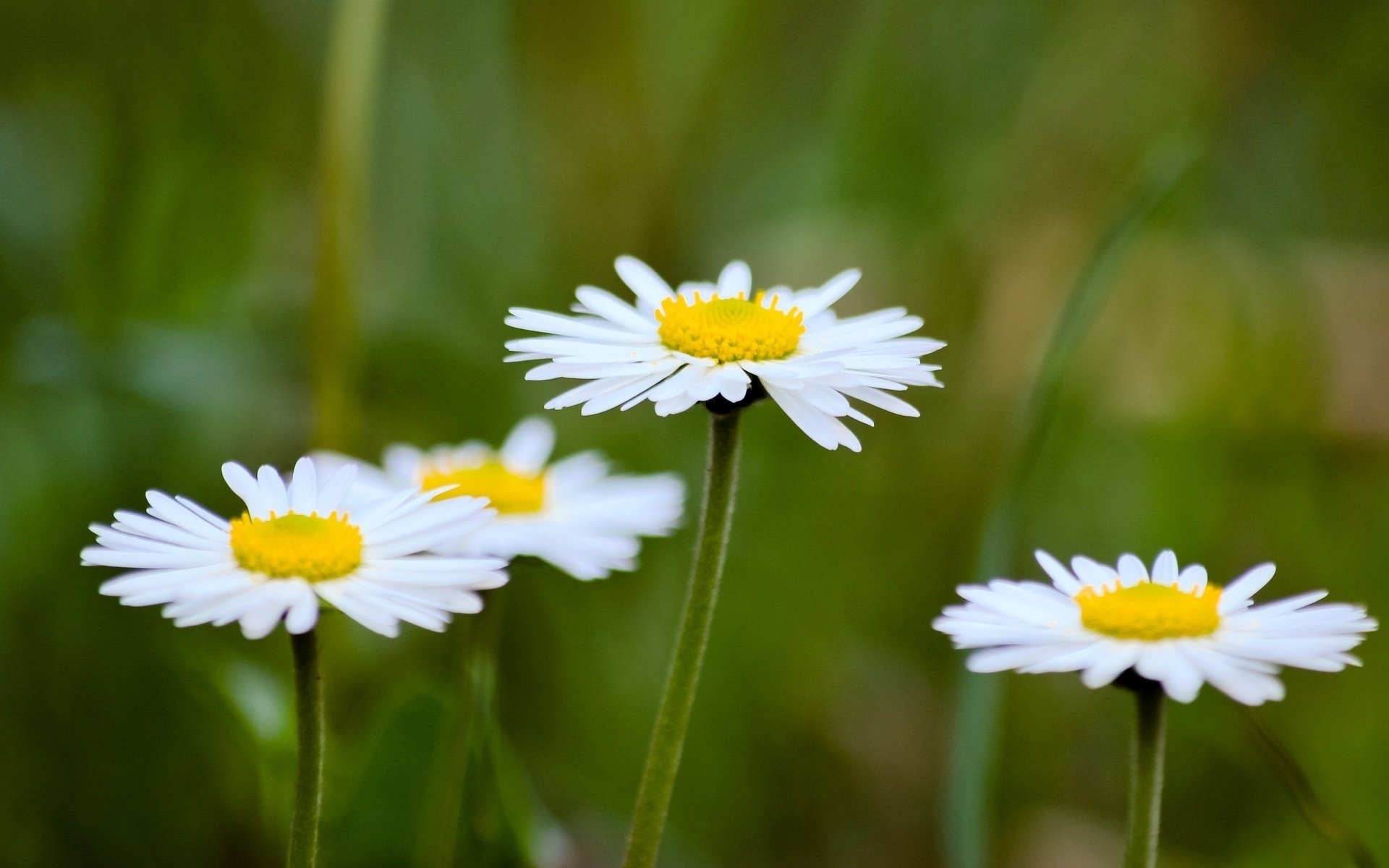 flowers chamomile flower daisies flowers flower