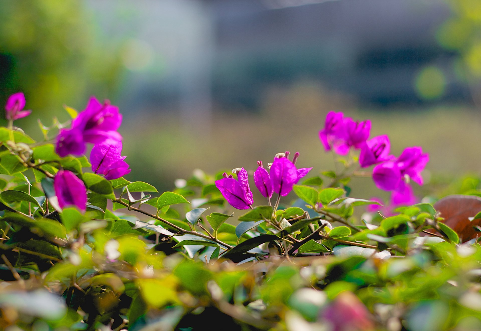 flowers branches leaves pink