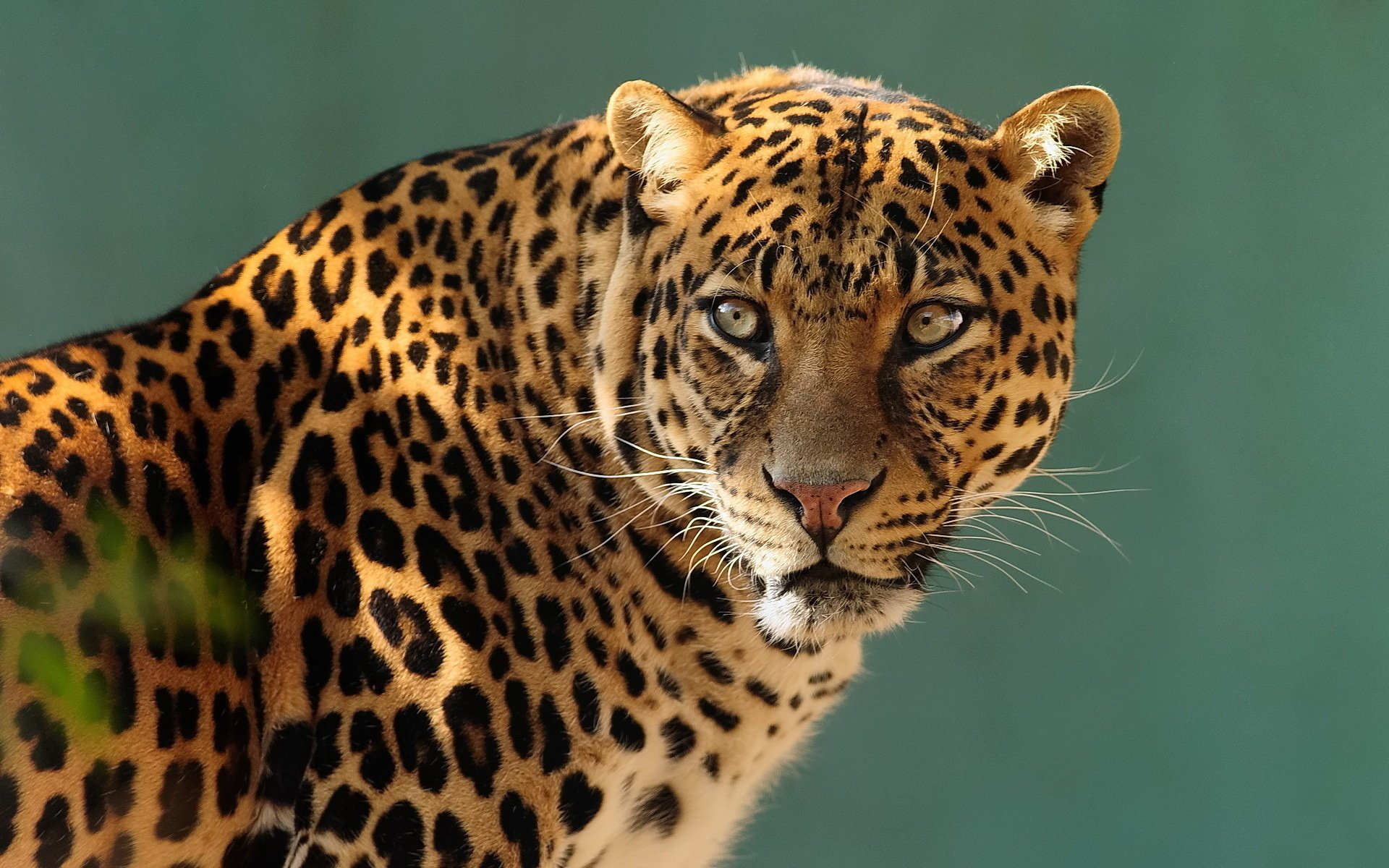 leopard aussehen profil schnauze raubtier