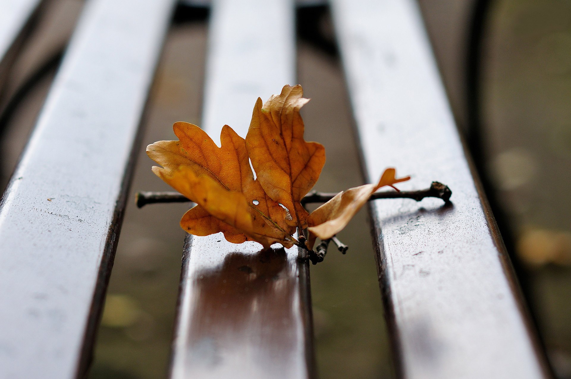 banco hoja rama otoño