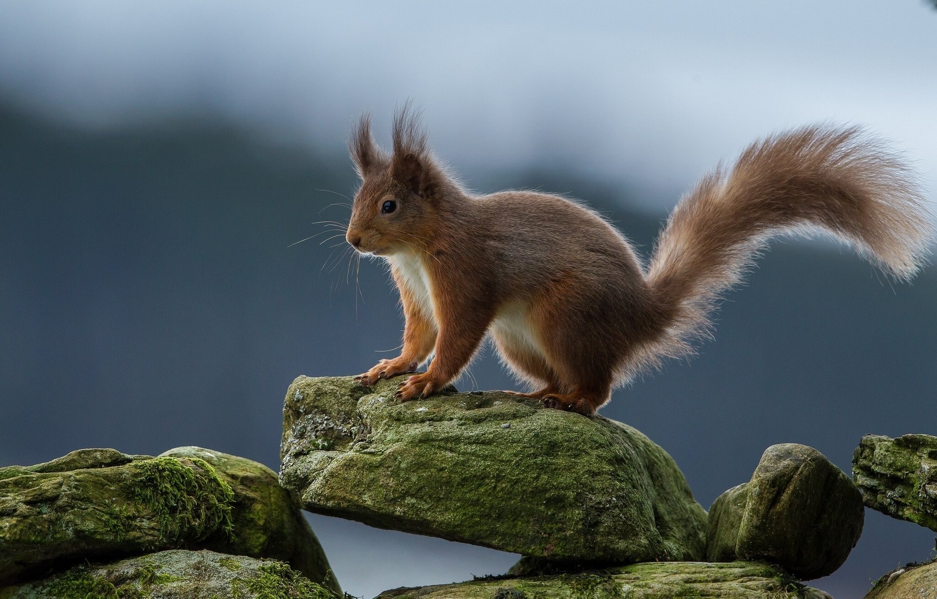 eichhörnchen steine rothaarige