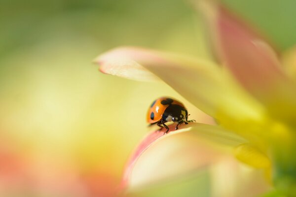 Ladybug on a dahlia petal