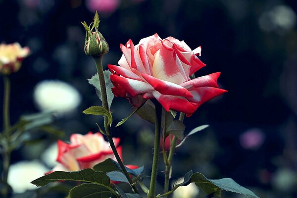 Combinaison de blanc et de rouge dans la fleur