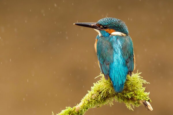 A lonely blue bird on a branch