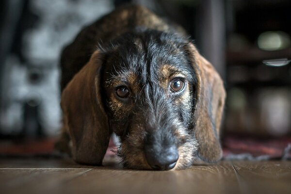 Trauriger Blick eines entzückenden Hundes