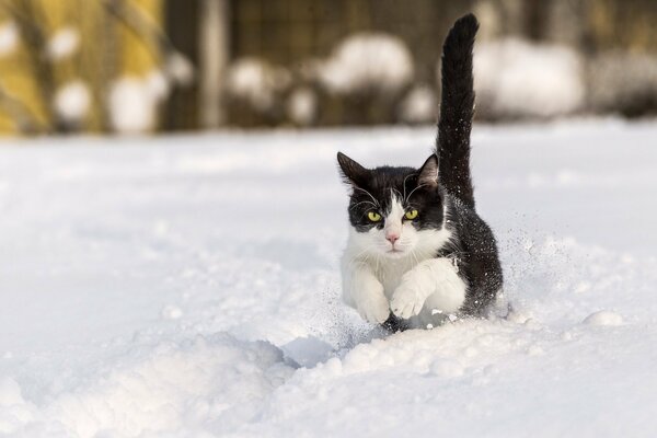 Der Winter ist kein Hindernis für das Joggen der Katze