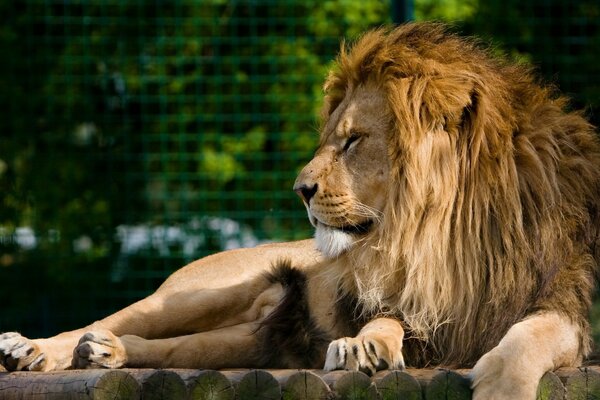 A predatory lion is resting in the sun