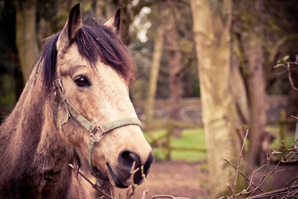 A phlegmatic horse with a beautiful bang