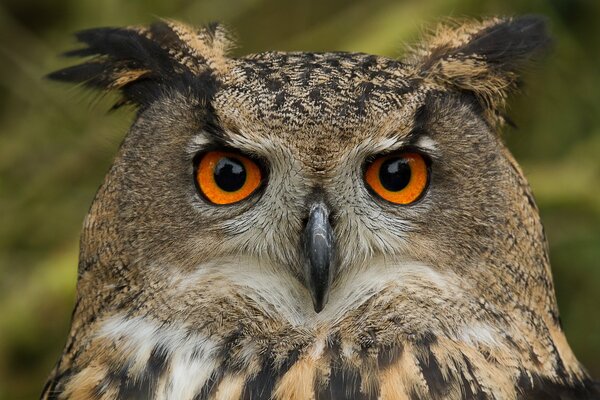 Vue nocturne de hibou