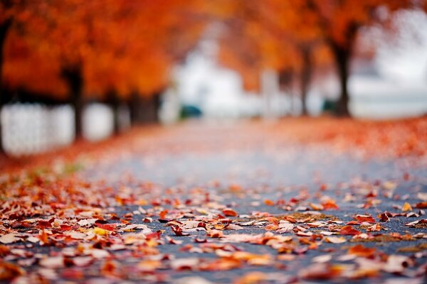 Hojas de otoño en el camino mojado