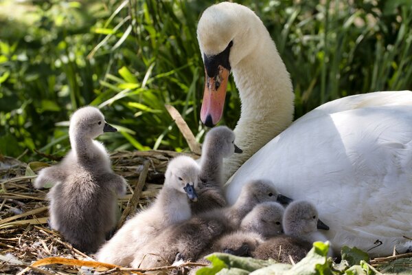 Madre cisne con cría de polluelos