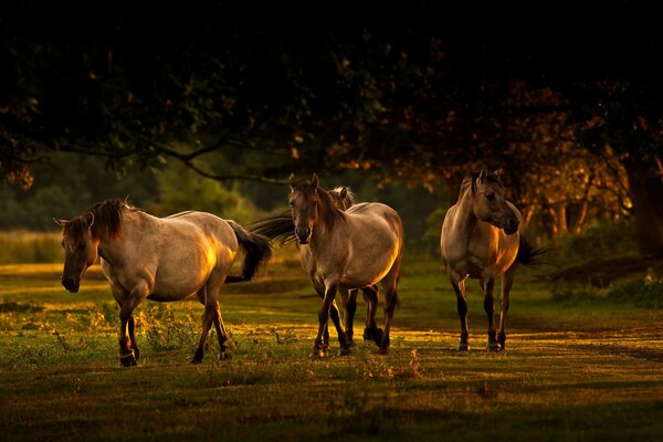 Les chevaux paissent en été au coucher du soleil de solz