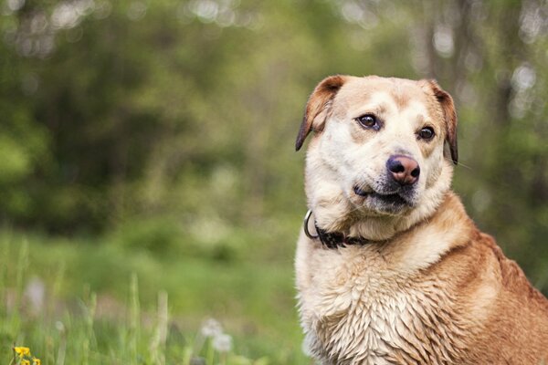 Hundeblick in die Natur