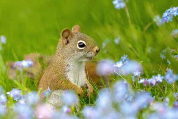 Eichhörnchen mit riesigen Augen liebt Vergissmeinnicht