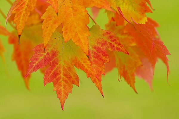 Herbstlaub auf grünem Hintergrund