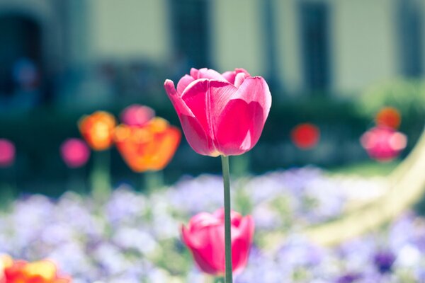 Pink tulip on the background of a glade of flowers