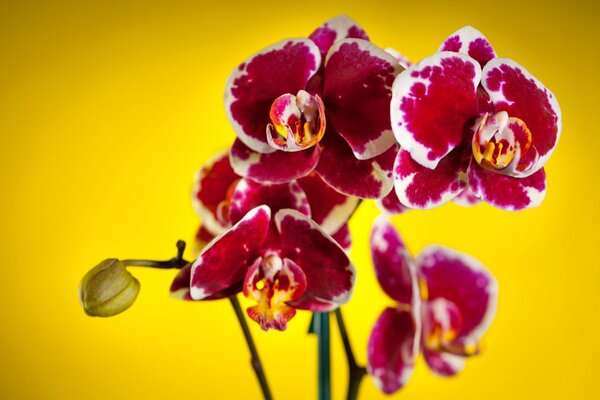 Orchidee variegate su sfondo giallo