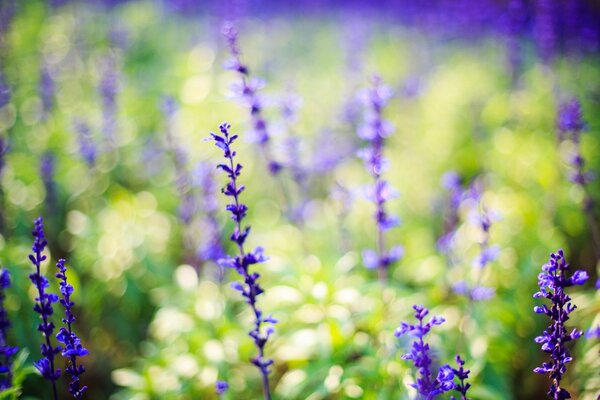 A field with lilac lavender flowers