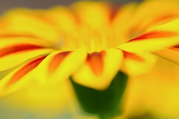 Fleur lumineuse avec des pétales jaunes