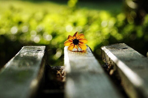 Yellow flower on a bench with highlights