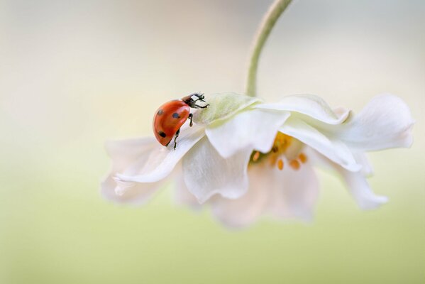 Ladybug on a white flower