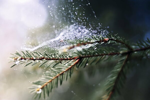 Spruce branch in dew and cobwebs