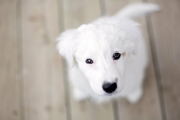 Cucciolo bianco su assi di legno