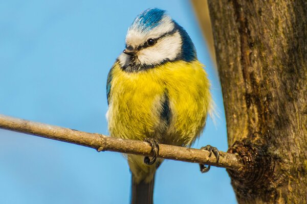 A little tit is sitting on a branch