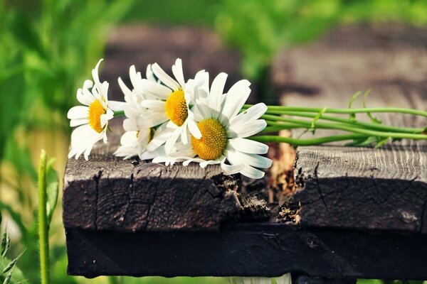 White daisies on a bench under the rays of the sun