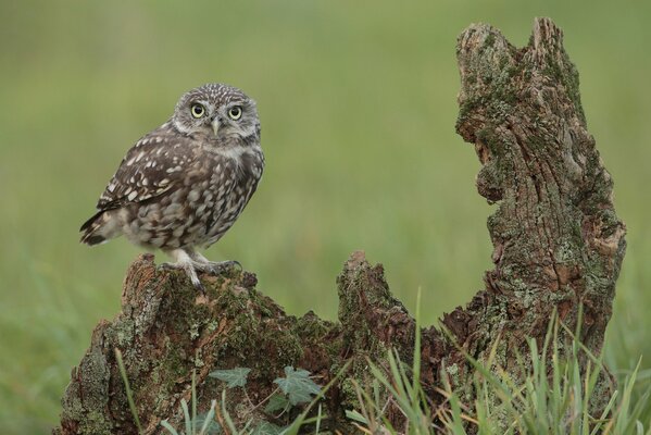 Unrealistically serious owl on takeoff