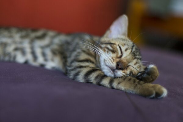 Striped cat sleeps sweetly after lunch