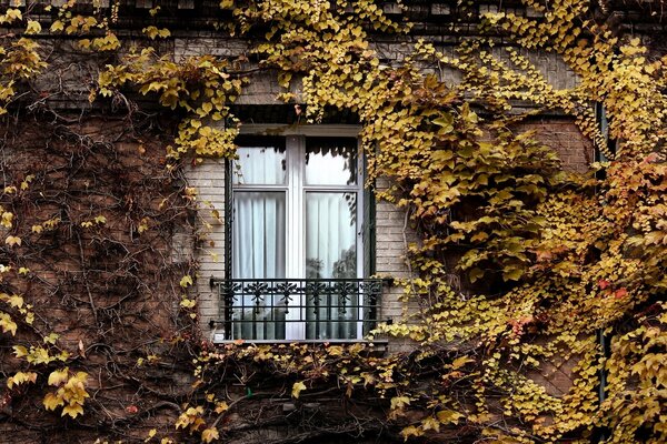 Efeu auf einem alten Pariser Haus im Herbst