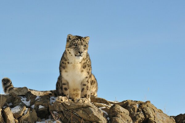 Snow leopard on the mountain looking for prey